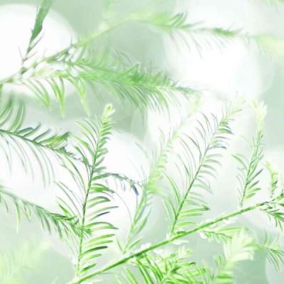 兽人挂机腾讯版下载